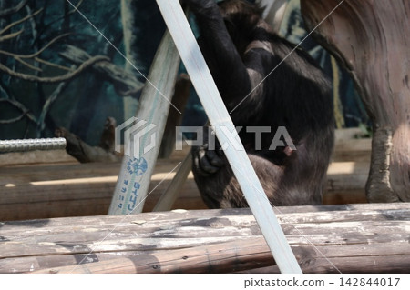 大阪天王寺動物園的黑猩猩瑞奇·南·萊蒙 大阪天王寺動物園的黑猩猩瑞奇·南·萊蒙 142844017