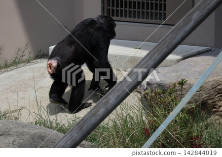 大阪天王寺動物園的黑猩猩瑞奇·南·萊蒙 142844019
