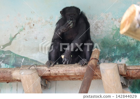 大阪天王寺動物園的黑猩猩瑞奇·南·萊蒙 142844029