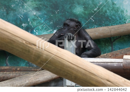 Ricky Minami Lemon, a chimpanzee at Osaka Tennoji Zoo Ricky Minami Lemon, a chimpanzee at Osaka Tennoji Zoo 142844042