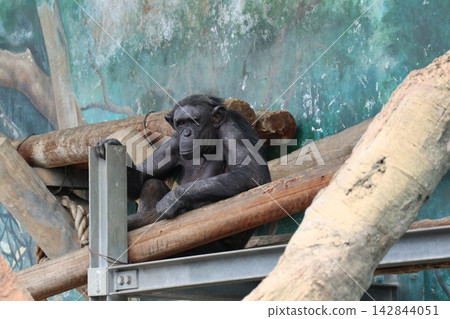 Ricky Minami Lemon, a chimpanzee at Osaka Tennoji Zoo Ricky Minami Lemon, a chimpanzee at Osaka Tennoji Zoo 142844051