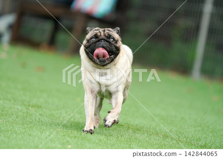 A pug running energetically on the grass in the dog run. A pug running energetically on the grass in the dog run. 142844065