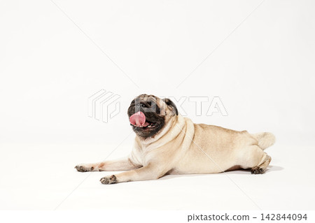 A pug sitting primly against a white background. A pug sitting primly against a white background. 142844094