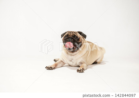 一隻巴哥犬端莊地坐在白色背景前。 一隻巴哥犬端莊地坐在白色背景前。 142844097