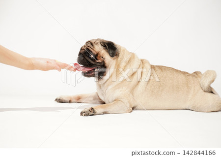 A pug receiving treats and food from its owner's hand. A pug receiving treats and food from its owner's hand. 142844166