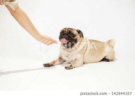 A pug receiving treats and food from its owner's hand. A pug receiving treats and food from its owner's hand. 142844167