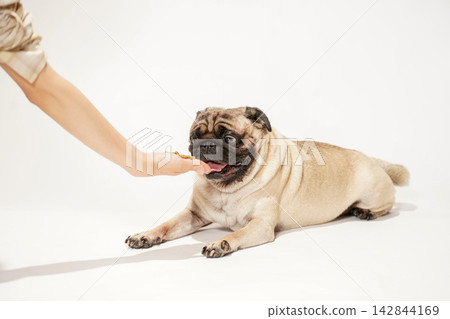 A pug receiving treats and food from its owner's hand. A pug receiving treats and food from its owner's hand. 142844169