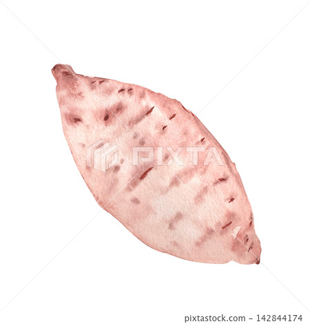 Sweet potato watercolor illustration. Hand painted root vegetable clip art isolated on white background ideal for healthy food, cooking, recipes, nutrition, agriculture, harvest and botanical designs Sweet potato watercolor illustration. Hand painted root vegetable clip art isolated on white background ideal for healthy food, cooking, recipes, nutrition, agriculture, harvest and botanical designs 142844174