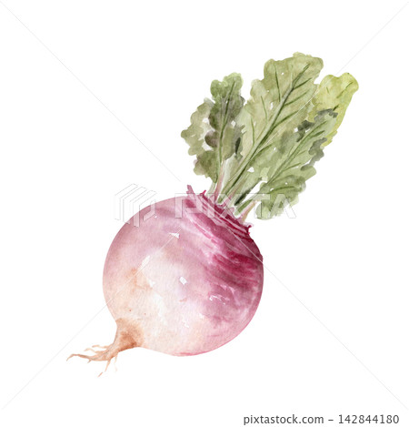 Turnip with green leaves watercolor illustration. Hand painted root vegetable isolated on white perfect for healthy food, cooking, recipes, gardening, agriculture, harvest and botanical designs. Turnip with green leaves watercolor illustration. Hand painted root vegetable isolated on white perfect for healthy food, cooking, recipes, gardening, agriculture, harvest and botanical designs. 142844180
