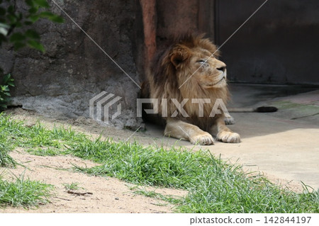 大阪天王寺動物園的獅子高王、露娜和最中 大阪天王寺動物園的獅子高王、露娜和最中 142844197