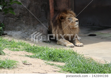 大阪天王寺動物園的獅子高王、露娜和最中 142844198