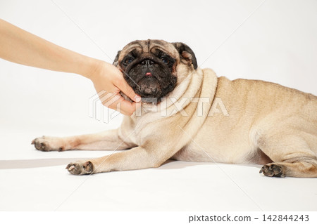 A pug being gently petted by its owner A pug being gently petted by its owner 142844243