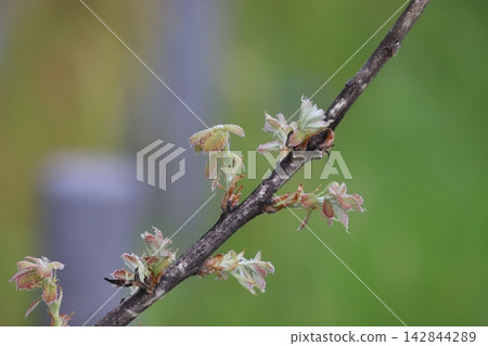 The young leaves of the oak tree are sprouting. The young leaves of the oak tree are sprouting. 142844289