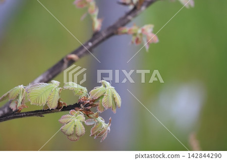 橡樹的嫩葉正在萌發。 橡樹的嫩葉正在萌發。 142844290