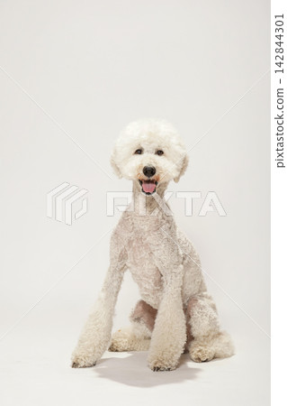 A standard poodle posing against a white background. A standard poodle posing against a white background. 142844301