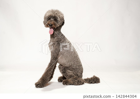 一隻標準貴賓犬在白色背景前擺姿勢。 一隻標準貴賓犬在白色背景前擺姿勢。 142844304