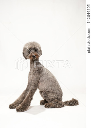A standard poodle posing against a white background. A standard poodle posing against a white background. 142844305