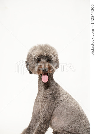 A standard poodle posing against a white background. 142844306