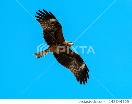 Brown bird of prey flying with wings fully spread against bright blue sky, showing raptor flight, freedom, wildlife, hunting instinct, soaring motion and nature Brown bird of prey flying with wings fully spread against bright blue sky, showing raptor flight, freedom, wildlife, hunting instinct, soaring motion and nature 142844309