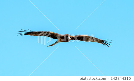 Brown kite raptor bird flying with wings fully spread across blue sky, showing wildlife, soaring flight, predator behavior, freedom and powerful aerial motion 142844310