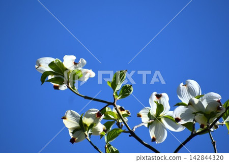 Dogwood blossoms blooming against the backdrop of the early summer blue sky. Dogwood blossoms blooming against the backdrop of the early summer blue sky. 142844320