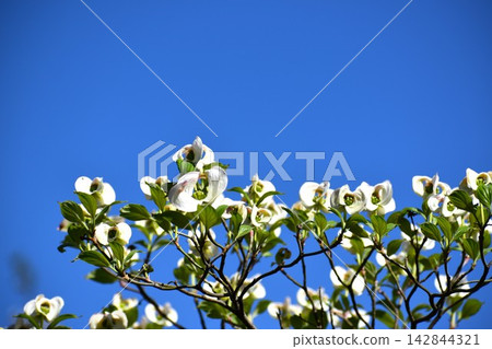 Dogwood blossoms blooming against the backdrop of the early summer blue sky. Dogwood blossoms blooming against the backdrop of the early summer blue sky. 142844321