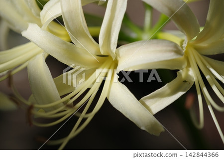 White cluster amaryllis White cluster amaryllis 142844366