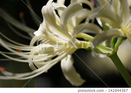 White cluster amaryllis White cluster amaryllis 142844367