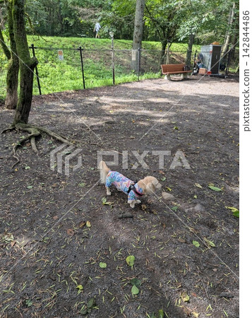 Dogs playing in the park 142844486