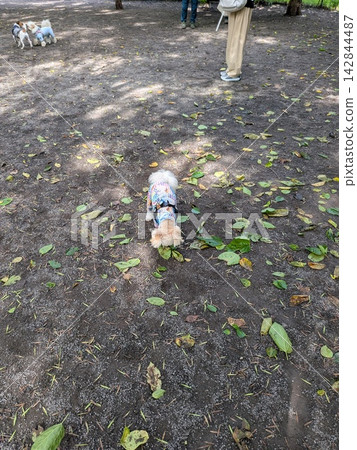 狗在公園裡玩 狗在公園裡玩 142844487