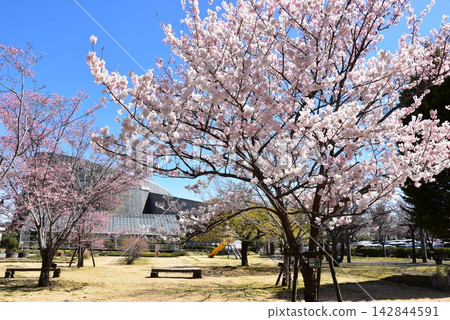 神奈川縣小田原花園的櫻花盛開。 142844591