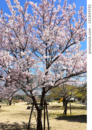 神奈川縣小田原花園的櫻花盛開。 142844592