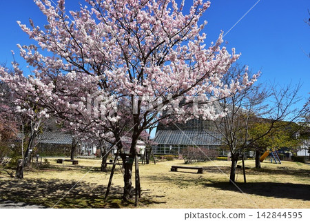 神奈川縣小田原花園的櫻花盛開。 神奈川縣小田原花園的櫻花盛開。 142844595