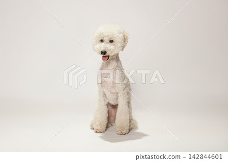 A standard poodle posing against a white background. A standard poodle posing against a white background. 142844601