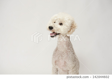 一隻標準貴賓犬在白色背景前擺姿勢。 一隻標準貴賓犬在白色背景前擺姿勢。 142844602