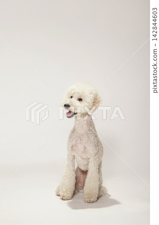 一隻標準貴賓犬在白色背景前擺姿勢。 一隻標準貴賓犬在白色背景前擺姿勢。 142844603