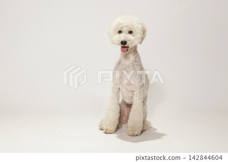 一隻標準貴賓犬在白色背景前擺姿勢。 一隻標準貴賓犬在白色背景前擺姿勢。 142844604