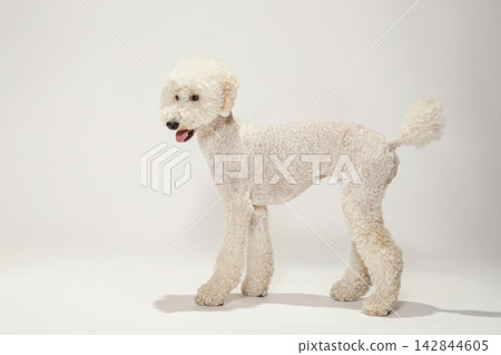 一隻標準貴賓犬在白色背景前擺姿勢。 一隻標準貴賓犬在白色背景前擺姿勢。 142844605