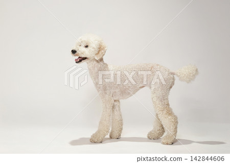 一隻標準貴賓犬在白色背景前擺姿勢。 一隻標準貴賓犬在白色背景前擺姿勢。 142844606