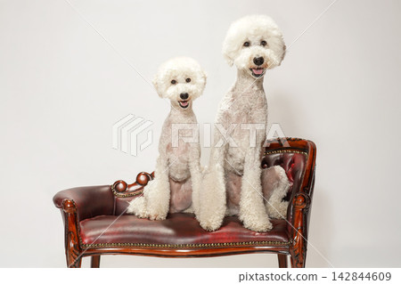 A standard poodle posing against a white background. A standard poodle posing against a white background. 142844609