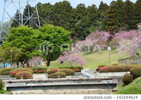 Shizumine Furusato Park Double Cherry Blossom Festival #88 Shizumine Furusato Park Double Cherry Blossom Festival #88 142844624