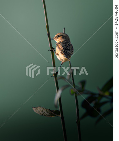 Small bird perches delicately on thin stem Small bird perches delicately on thin stem 142844684