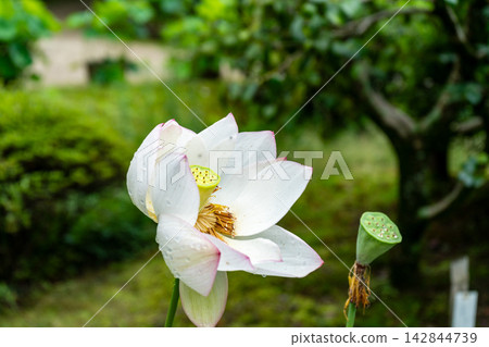 京都蓮花寶光院 京都蓮花寶光院 142844739