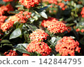 陽光下，鮮豔的紅色龍船花盛開。 142844795