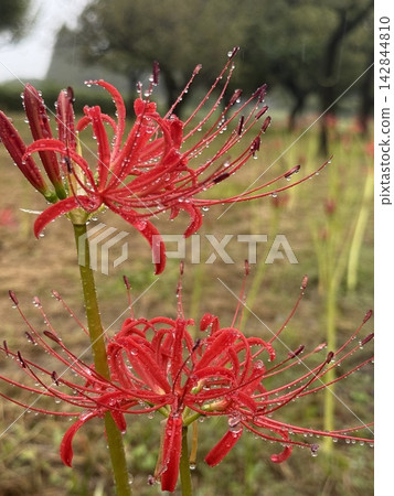 兩朵鮮紅的彼岸花並排盛開,在雨水中閃閃發光(館林市筒辻丘公園) 兩朵鮮紅的彼岸花並排盛開,在雨水中閃閃發光(館林市筒辻丘公園) 142844810