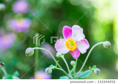 Shumayigiku 1 Shumayigiku 1 142844858
