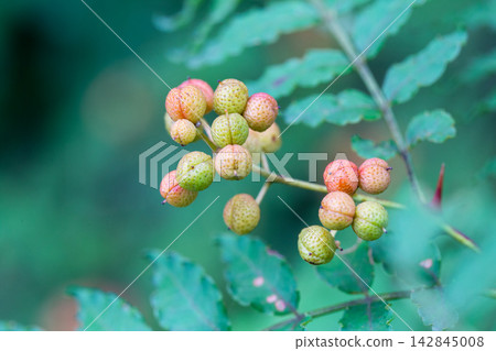 可愛的山椒莓 可愛的山椒莓 142845008