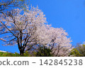 [Kanagawa Prefecture] Cherry blossoms in full bloom against a blue sky 142845238