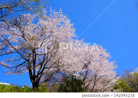 [Kanagawa Prefecture] Cherry blossoms in full bloom against a blue sky 142845238