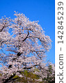 [Kanagawa Prefecture] Cherry blossoms in full bloom against a blue sky 142845239